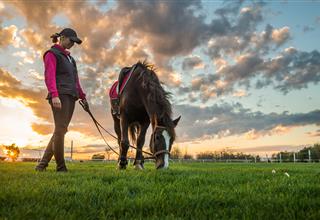 Equine Facilitated Learning